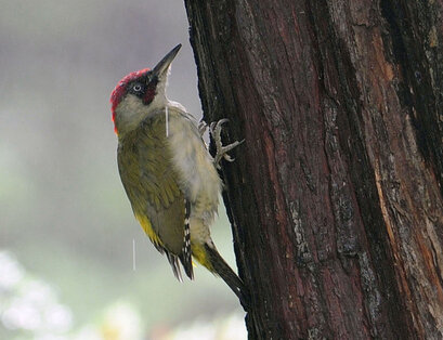 Pic vert - Picus viridis - European Green Woodpecker (1) copie.jpg
