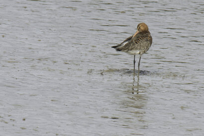 Barge rousse - Limosa lapponica - Bar-tailed Godwit (3).jpg