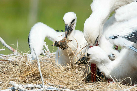 Cigogne blanche - Ciconia ciconia - White Stork (16).jpg