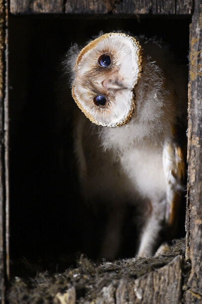 Effraie des clochers - Tyto alba - Western Barn Owl (2).jpg