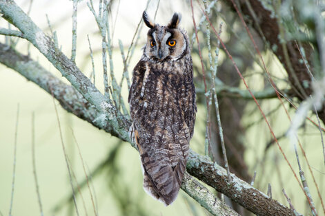 Hibou moyen-duc - Asio otus - Long-eared Owl (1).jpg