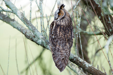 Hibou moyen-duc - Asio otus - Long-eared Owl (5).jpg