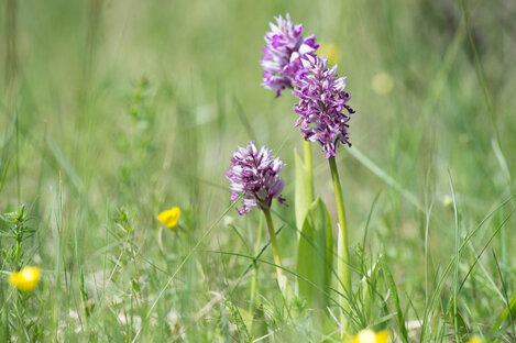 Orchis guerrier - Orchis militaire - Orchis militaris.jpg