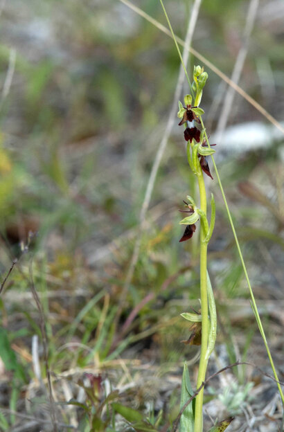 Ophrys mouche - Ophrys insectifera (2).jpg