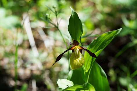 Sabot de Vénus - Cypripedium calceolus (6).jpg