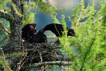 Corneille noire - Corvus corone - Carrion Crow (6).jpg