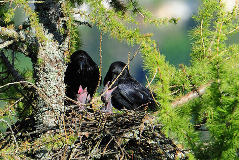 Corneille noire - Corvus corone - Carrion Crow (1).jpg