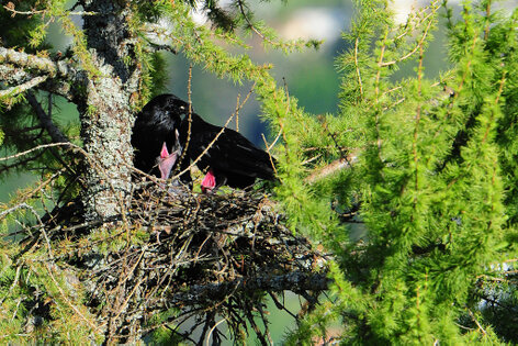 Corneille noire - Corvus corone - Carrion Crow (8).jpg