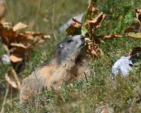 Marmotte des Alpes-Marmota marmota (2).jpg