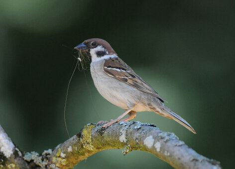 Moineau friquet - Passer montanus - Eurasian Tree Sparrow.jpg