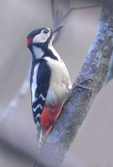 Pic épeiche -Dendrocopos major - Great Spotted Woodpecker (4).jpg