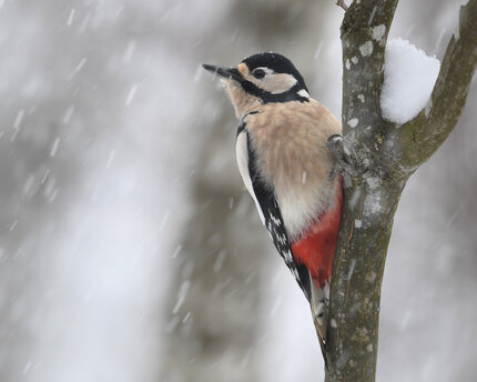 Pic épeiche -Dendrocopos major - Great Spotted Woodpecker (5).jpg