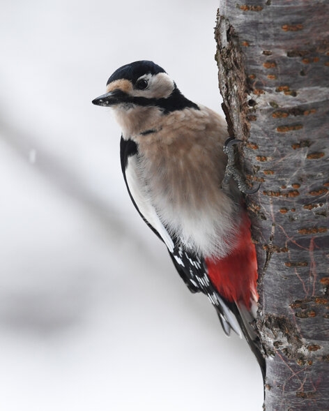 Pic épeiche -Dendrocopos major - Great Spotted Woodpecker (6).jpg