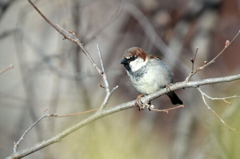Moineau domestique - Passer domesticus - House Sparrow (1).jpg