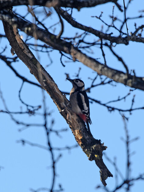 Pic épeiche -Dendrocopos major - Great Spotted Woodpecker (1).jpg