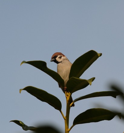 Moineau friquet - Passer montanus - Eurasian Tree Sparrow.JPG
