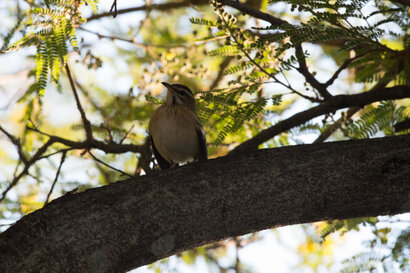 Agrobate à dos roux - Cercotrichas leucophrys - White-browed Scrub Robin (5).jpg