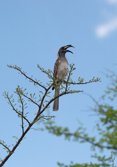 Calao à bec noir - Lophoceros nasutus - African Grey Hornbill (36).jpg
