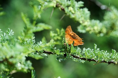 Papilionidé.jpg