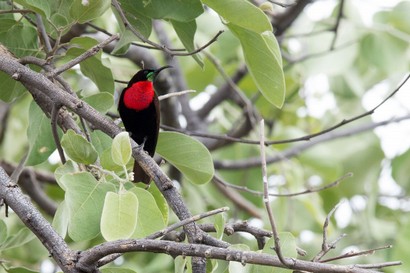 Souimanga à poitrine rouge - Chalcomitra senegalensis - Scarle ( (8).jpg