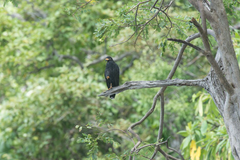 Buse noire - Buteogallus anthracinus - Common Black Hawk (113).jpg