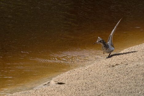 Chevalier grivelé - Actitis macularius - Spotted Sandpiper (22).jpg
