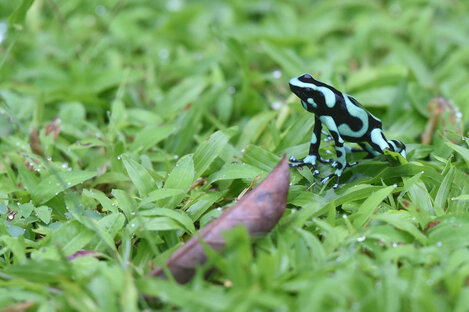 Dendrobate doré - Dendropates auratus (49).jpg