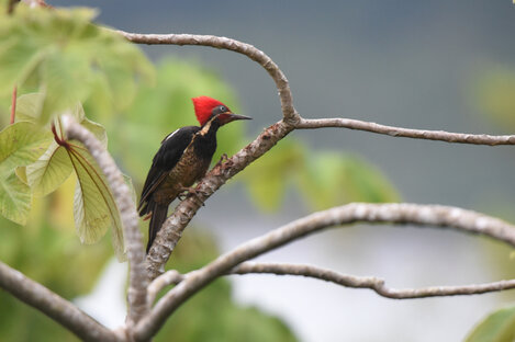 Pic ouentou - Dryocopus lineatus - Lineated Woodpecker (14).jpg