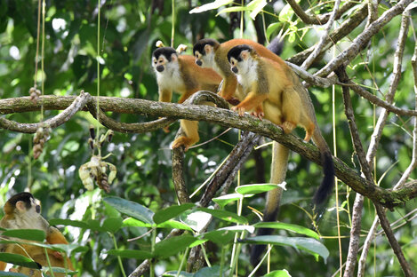 Saïmiri commun - Saimiri sciureus • Singe-écureuil commun, Sapajou jaune.jpg