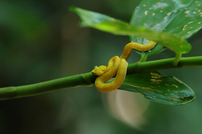 Bothriechis schlegelii - Eyelash viper (1).jpg