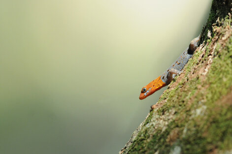 Gecko à tête jaune-Gonatodes albogularis fuscus.jpg