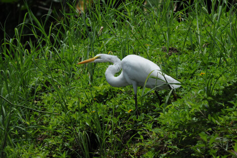 Grande Aigrette - Ardea alba - Great Egret (1).jpg
