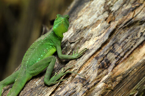 Iguane vert – Iguana iguana - Green iguana (1).jpg