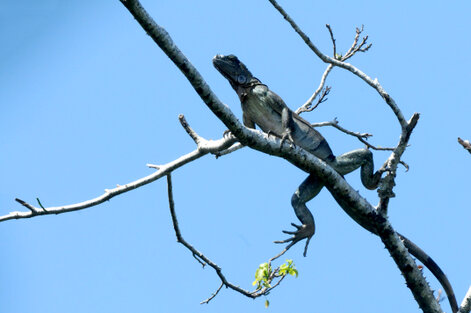 Iguane vert (Iguane commun) - Iguana iguana (13).jpg
