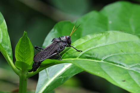 Lubber Grasshopper - Taeniopoda reticulata (11).jpg