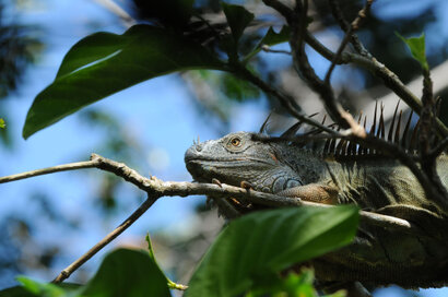 Iguane vert (Iguane commun) - Iguana iguana (30).jpg