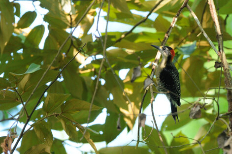 Pic de Pucheran - Melanerpes pucherani - Black-cheeked Woodpecker (2).jpg