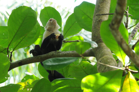 Singe Capucin-Sapajou-Saï-Cebus capucinus-White headed capuchin (87).jpg
