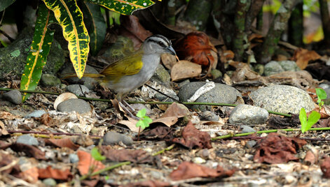 Tohi ligné - Arremonops conirostris - Black-striped Sparrow (a) (1).jpg