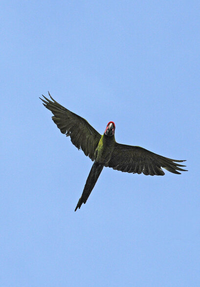 Ara de Buffon - Ara ambiguus - Great Green Macaw (8).jpg