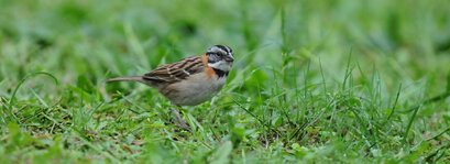 Bruant chingolo - Zonotrichia capensis - Rufous-collared Sparrow (8).jpg