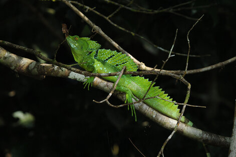 Iguane vert (Iguane commun) - Iguana iguana (42).jpg