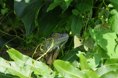 Iguane vert (Iguane commun) - Iguana iguana (43).jpg