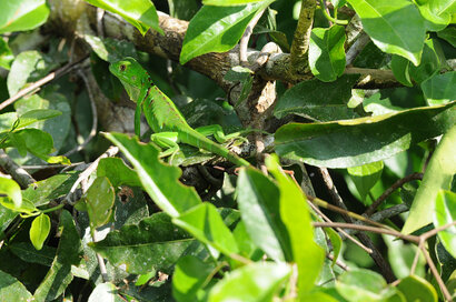 Iguane vert (Iguane commun) - Iguana iguana (52).jpg