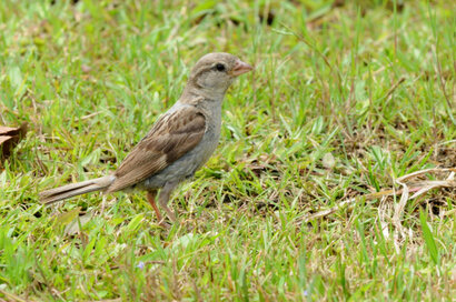 Moineau domestique - Passer domesticus - House Sparrow (9).jpg