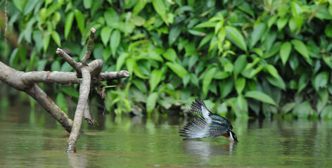 Martin-pêcheur vert-Chloroceryle americana-Green Kingfisher (63).jpg