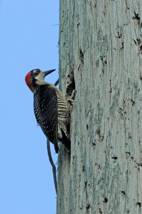 Pic de Pucheran - Melanerpes pucherani - Black-cheeked Woodpecker (36).jpg