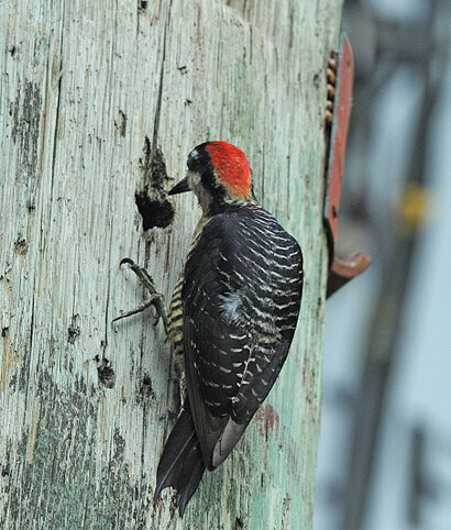 Pic de Pucheran - Melanerpes pucherani - Black-cheeked Woodpecker (2).jpg