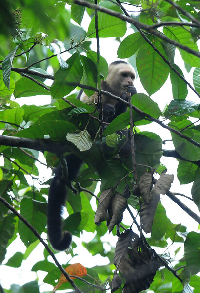 Singe Capucin-Sapajou-Saï-Cebus capucinus-White headed capuchin (68).jpg