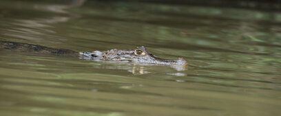 Caiman à lunettes - Caiman crocodilus crocodilus (31).jpg